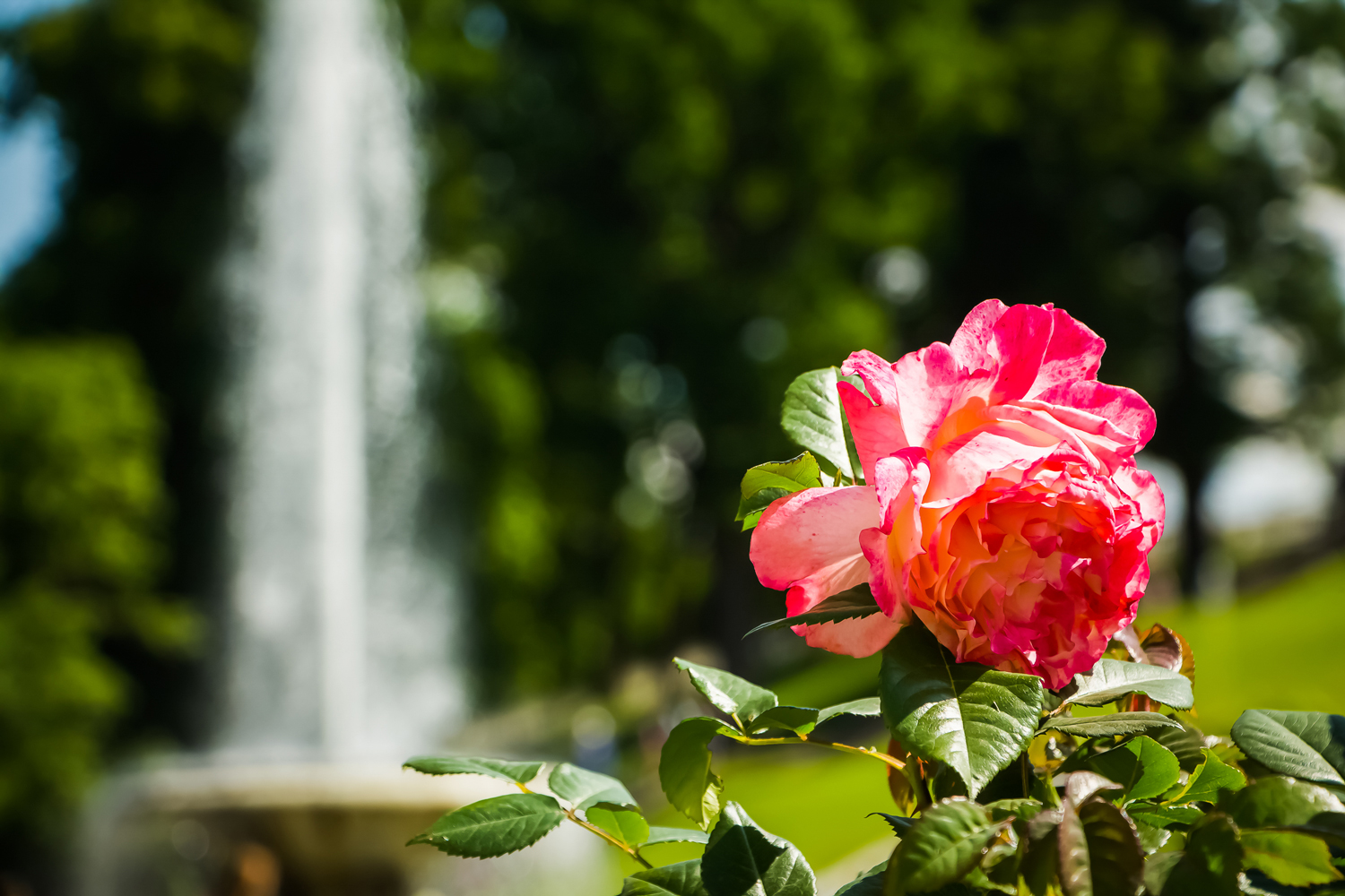 Morel-Creations-Paysageres-Accueil-Semi-Plantation